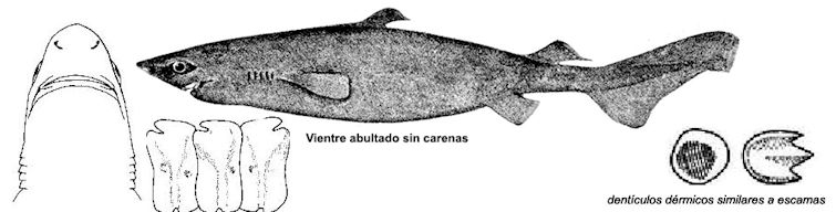 Centroscymnus coelolepis_02.jpg